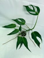 Monstera Burle Marx Flame XL, plant #26.06.17.22