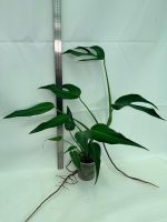 Monstera Burle Marx Flame XL, plant #26.06.17.22