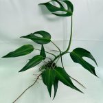 Monstera Burle Marx Flame XL, plant #26.06.17.22