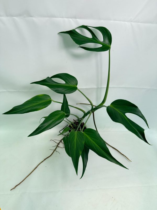Monstera Burle Marx Flame XL, plant #26.06.17.22
