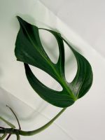 Monstera Burle Marx Flame XL, plant #26.06.17.22