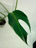 Monstera Burle Marx Flame XL, plant #26.06.17.22