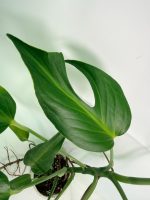 Monstera Burle Marx Flame XL, plant #26.06.17.22
