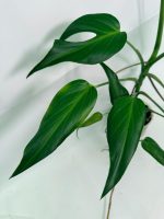 Monstera Burle Marx Flame XL, plant #26.06.17.22