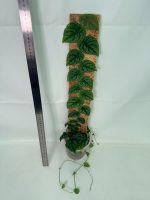 Monstera Dubia, plant #26.06.23.14