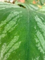 Monstera Dubia, plant #26.06.23.14