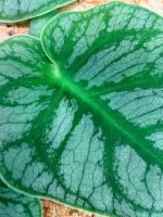 Monstera Dubia, plant #26.06.23.14