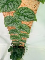 Monstera Dubia, plant #26.06.23.14