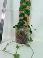 Monstera Dubia, plant #26.06.23.14