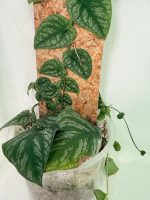 Monstera Dubia, plant #26.06.23.14