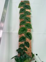 Monstera Dubia, plant #26.06.23.14