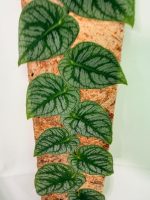 Monstera Dubia, plant #26.06.23.14