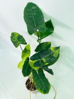 Philodendron Burle Marx Variegata, plant #26.25.06.18