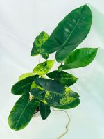 Philodendron Burle Marx Variegata, plant #26.25.06.18