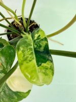Philodendron Burle Marx Variegata, plant #26.25.06.18