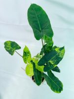 Philodendron Burle Marx Variegata, plant #26.25.06.18