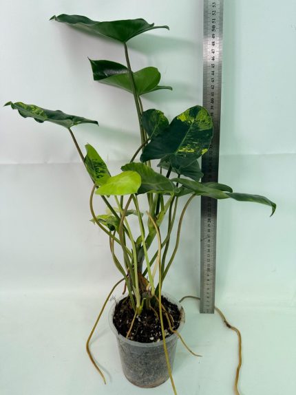 Philodendron Burle Marx Variegata, plant #26.25.06.18