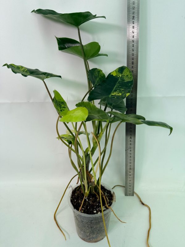 Philodendron Burle Marx Variegata, plant #26.25.06.18