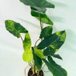 Philodendron Burle Marx Variegata, plant #26.25.06.18