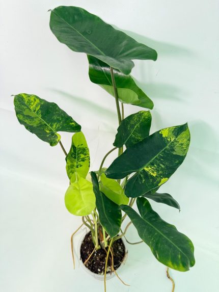 Philodendron Burle Marx Variegata, plant #26.25.06.18