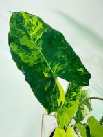 Philodendron Burle Marx Variegata, plant #26.25.06.18