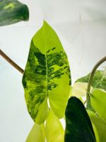 Philodendron Burle Marx Variegata, plant #26.25.06.18