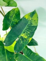 Philodendron Burle Marx Variegata, plant #26.25.06.18