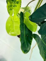 Philodendron Burle Marx Variegata, plant #26.25.06.18