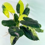 Philodendron Burle Marx Variegata, plant #26.25.06.19