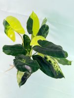 Philodendron Burle Marx Variegata, plant #26.25.06.19