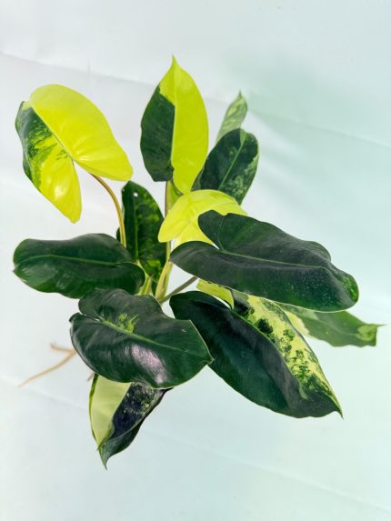 Philodendron Burle Marx Variegata, plant #26.25.06.19