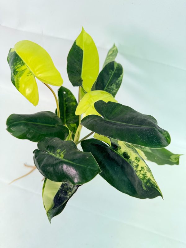 Philodendron Burle Marx Variegata, plant #26.25.06.19