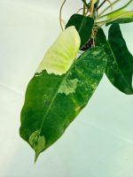 Philodendron Burle Marx Variegata, plant #26.25.06.19