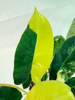 Philodendron Burle Marx Variegata, plant #26.25.06.19