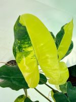 Philodendron Burle Marx Variegata, plant #26.25.06.19