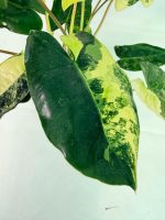 Philodendron Burle Marx Variegata, plant #26.25.06.19