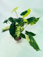 Philodendron Burle Marx Variegata, plant #26.25.06.19