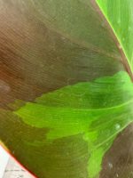 Philodendron Yellow Flame Variegata, plant #26.06.23.21
