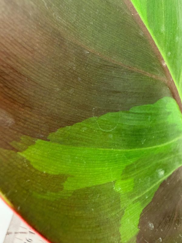 Philodendron Yellow Flame Variegata, plant #26.06.23.21