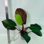 Philodendron Yellow Flame Variegata, plant #26.06.23.21