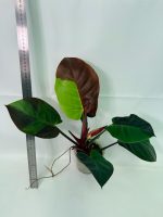 Philodendron Yellow Flame Variegata, plant #26.06.23.21