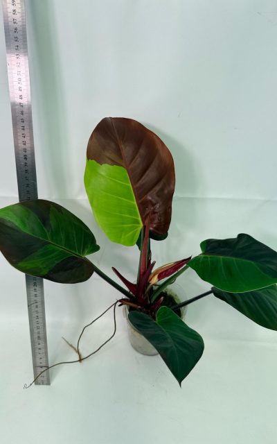 Philodendron Yellow Flame Variegata, plant #26.06.23.21