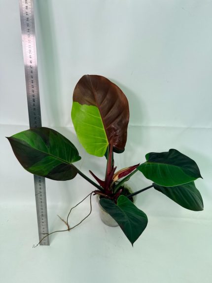 Philodendron Yellow Flame Variegata, plant #26.06.23.21
