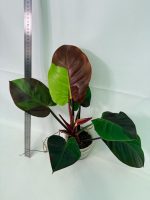 Philodendron Yellow Flame Variegata, plant #26.06.23.21