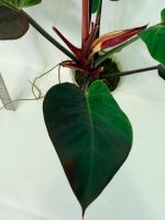 Philodendron Yellow Flame Variegata, plant #26.06.23.21