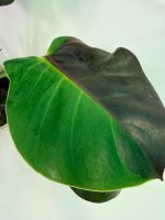 Philodendron Yellow Flame Variegata, plant #26.06.23.21