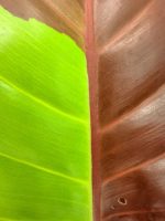Philodendron Yellow Flame Variegata, plant #26.06.23.21
