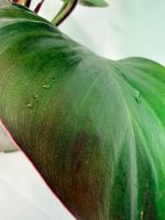 Philodendron Yellow Flame Variegata, plant #26.06.23.21