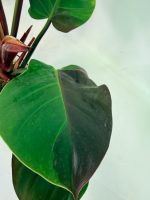 Philodendron Yellow Flame Variegata, plant #26.06.23.21