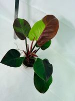 Philodendron Yellow Flame Variegata, plant #26.06.23.21